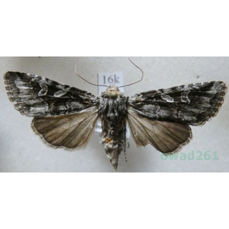 Lasionhada proxima (Hübner, 1809) Austria16k